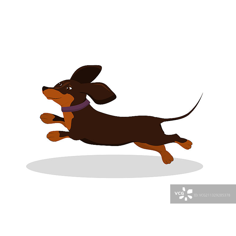快乐的腊肠狗跳跃图片素材