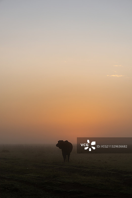 马的剪影站在田野上的天空在日落，科亚基，肯尼亚图片素材
