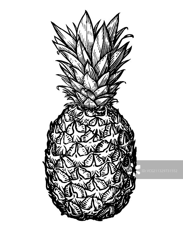 菠萝热带水果孤立在白色上图片素材