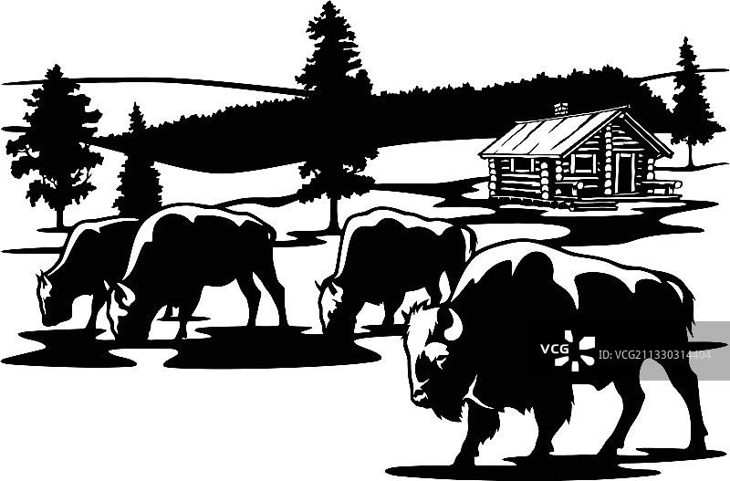 水牛家庭野牛群野牛-野生动物图片素材
