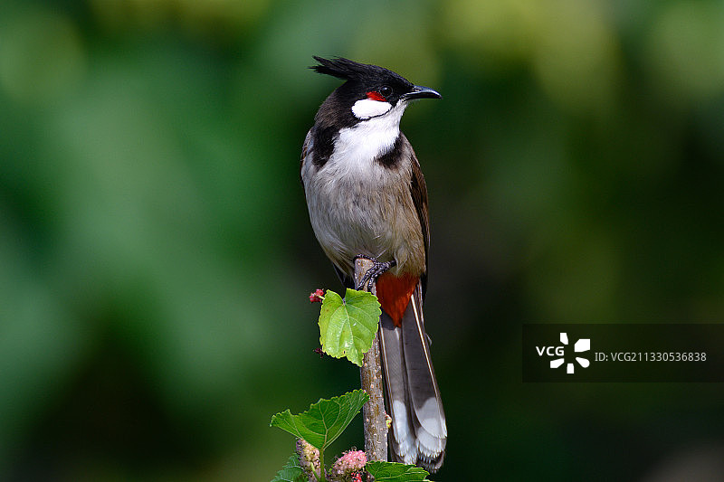 特写热带雀形目鸟类栖息在植物上，香港图片素材