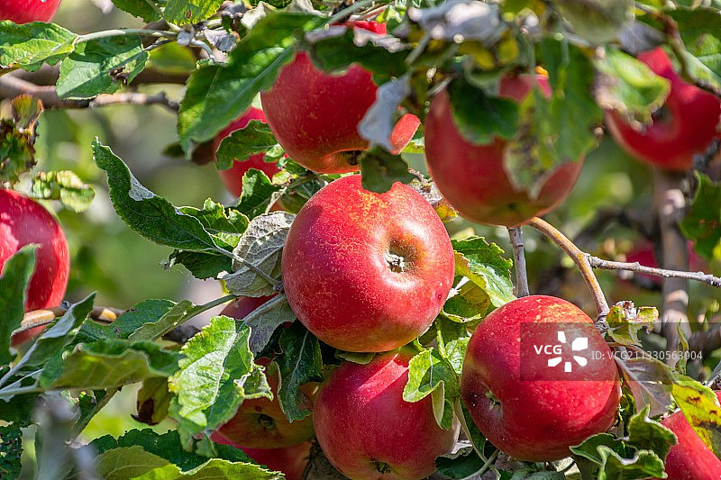 匈牙利Balatonakali树上的苹果特写图片素材