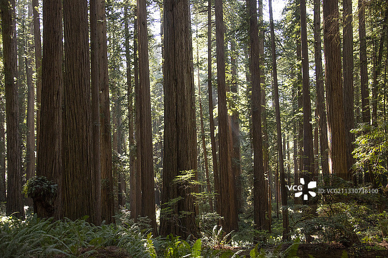 在加州北部的红木州和国家公园里的巨大的红木树。图片素材