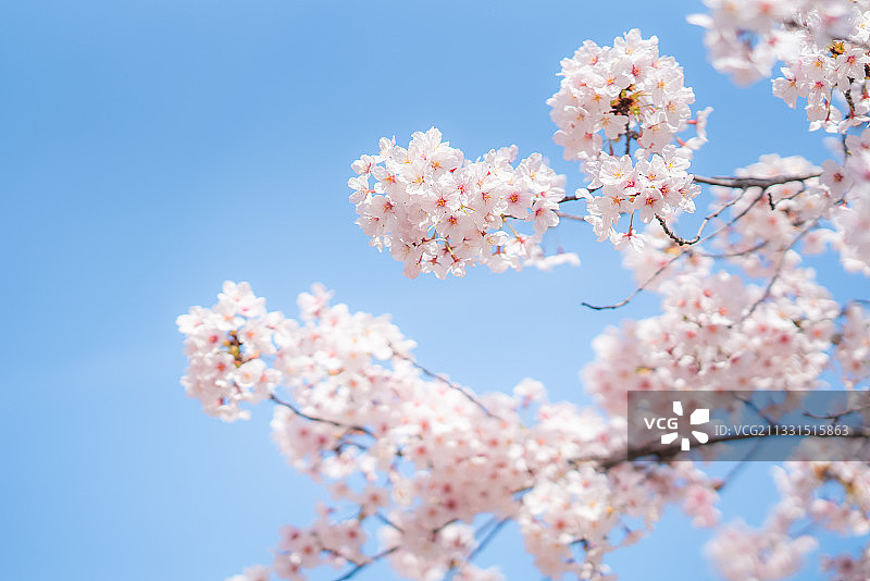 樱花，樱花树，樱花节，花，春天，粉红色，四月，花图片素材