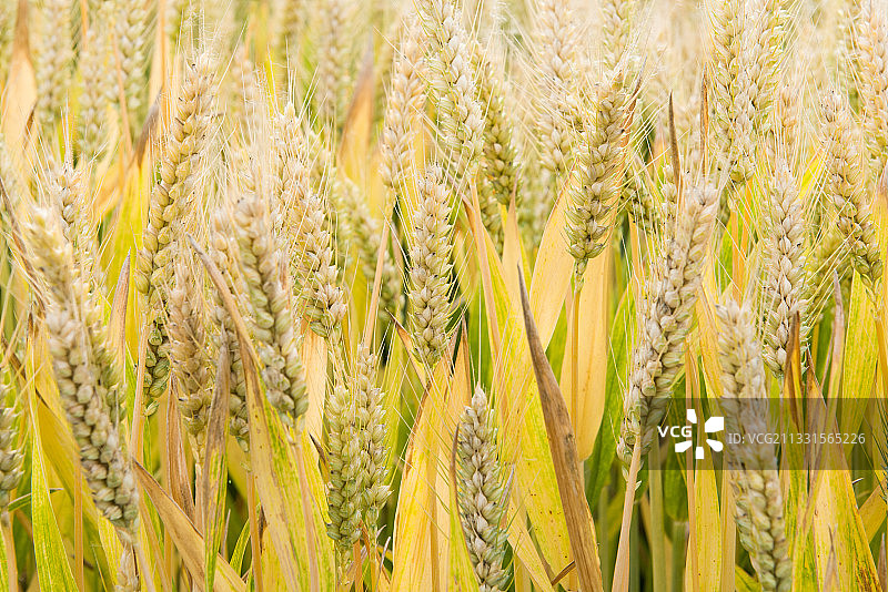 小麦麦穗成熟，芒种时节图片素材