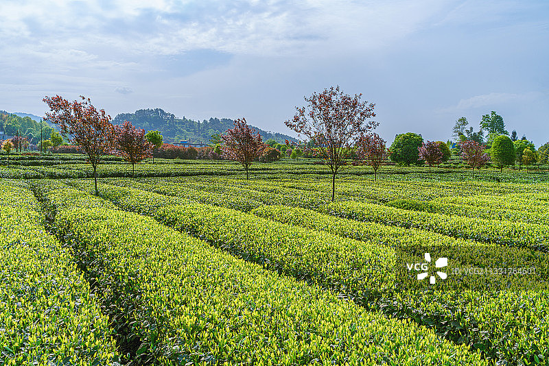 中国优质茶叶核心产区蒙顶山竹叶青茶园风光图片素材