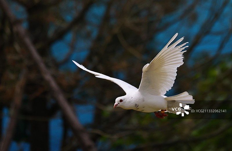 白鸽在空中自由飞翔的瞬间！图片素材