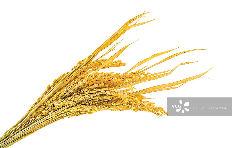 白背景上一把金黄色的稻穗图片素材