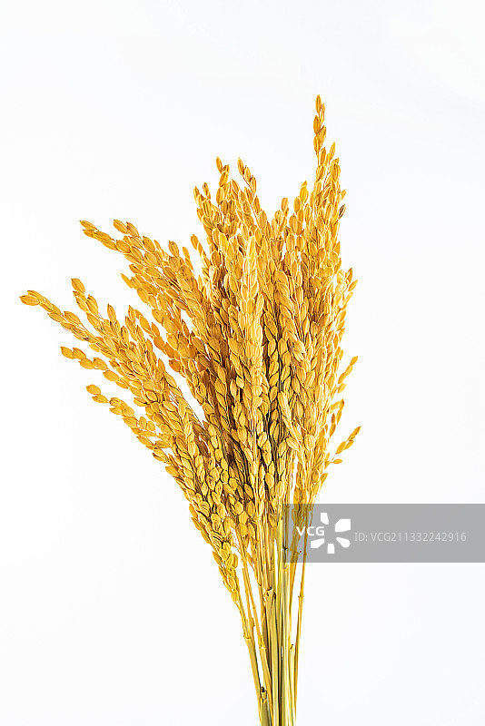 白背景上一把金黄色的稻穗图片素材