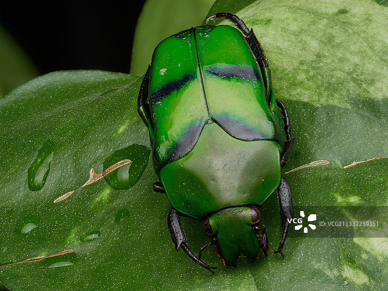 意大利叶子上的昆虫特写图片素材