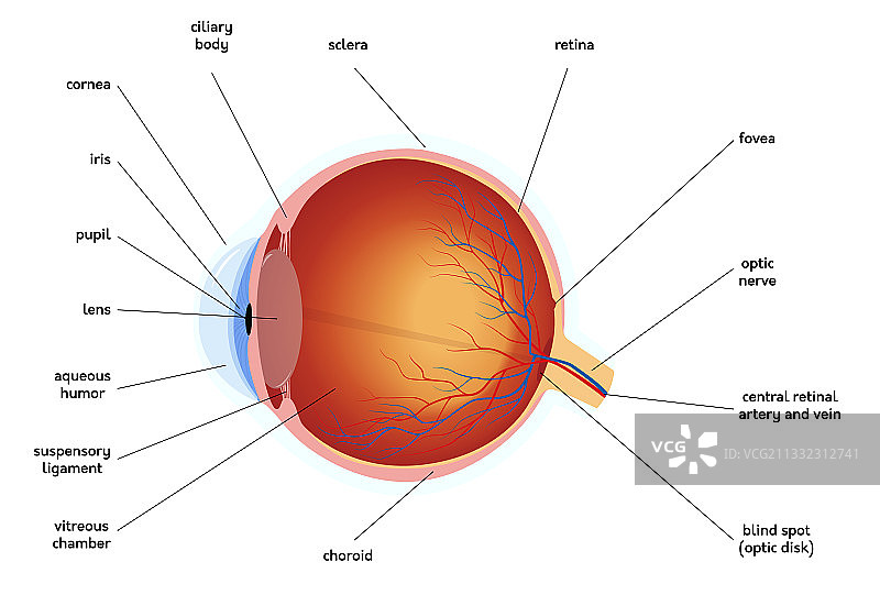 人体眼部解剖结构图医学图片素材