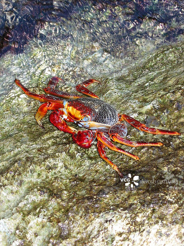 高角度的螃蟹在岩石上的海，古巴图片素材