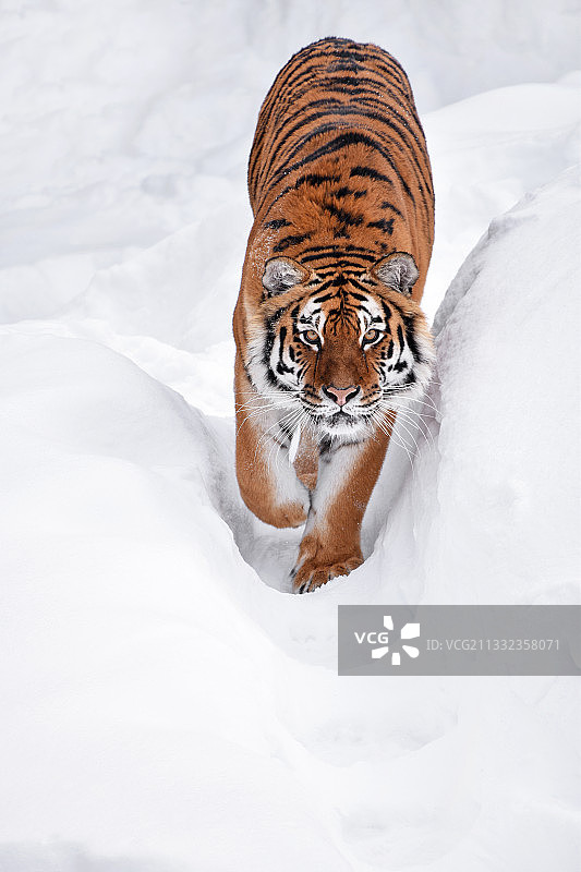 高角度的老虎在雪覆盖的领域图片素材