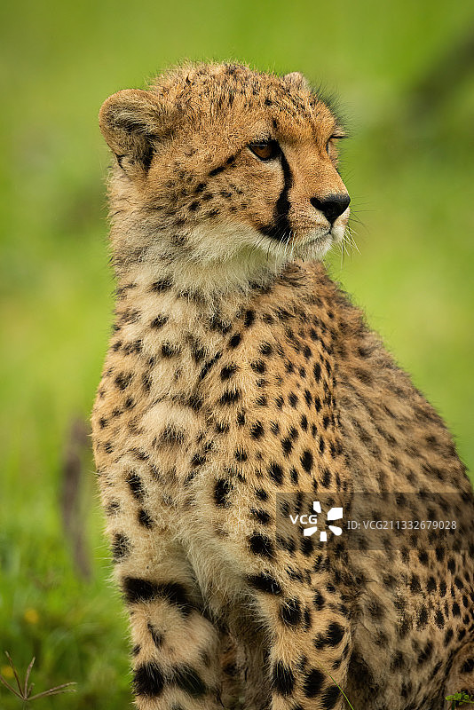 猎豹坐在田野上的特写，纳洛克，马赛马拉，肯尼亚图片素材