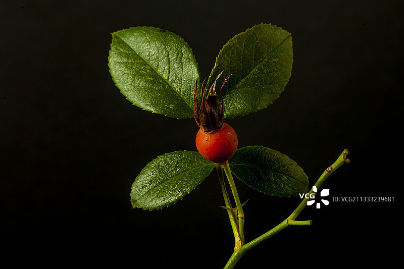 近距离的水果对植物的黑色背景图片素材