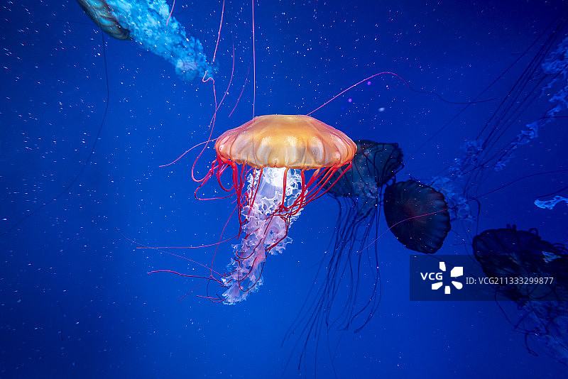 深海中的发光水母图片素材