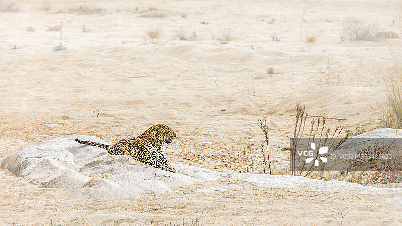 南非克鲁格国家公园，一只美洲豹躺在河岸的一块岩石上图片素材