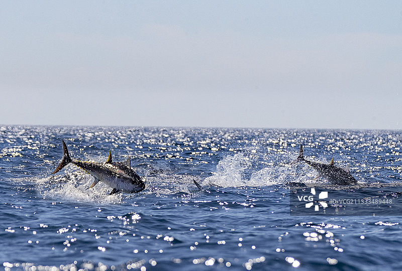 去海边拍摄鲣鱼和红色金枪鱼在沙丁鱼或其他小鱼上狩猎，数字合成，马赛雷德，马赛，法国图片素材