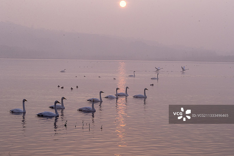 大天鹅(天鹅座)水上日落，三门峡，河南，中国图片素材