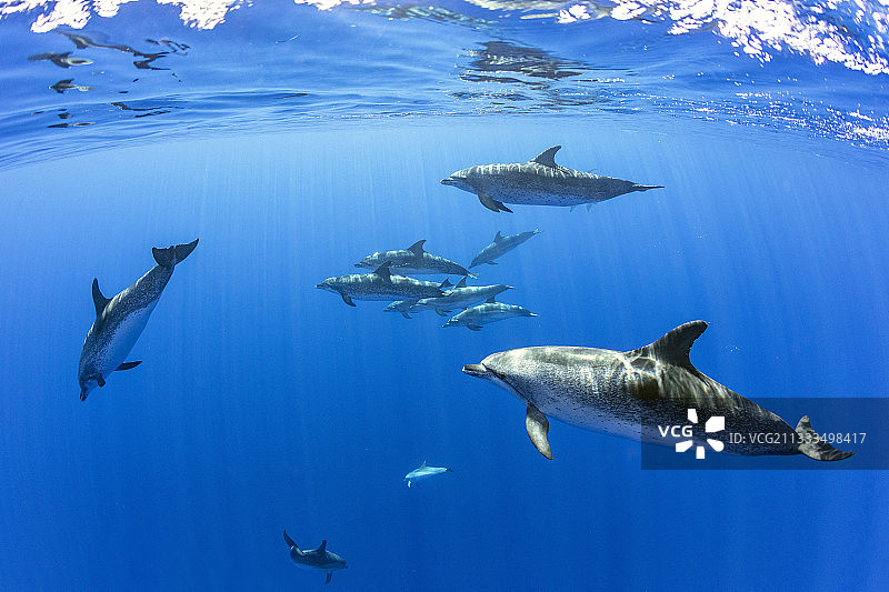 大西洋斑点海豚(Stenella frontalis)，福米加斯岛潜水点，在大西洋葡萄牙亚速尔群岛圣玛丽亚岛东北27英里图片素材