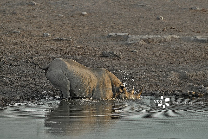 这只黑犀牛来到喝水的地方，跌跌撞撞地走进一个洞里，在水里摇摆。图片素材