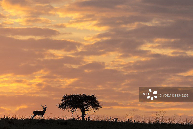 肯尼亚，马赛马拉野生动物保护区，黑斑羚(黑斑羚)，日出时雄性图片素材