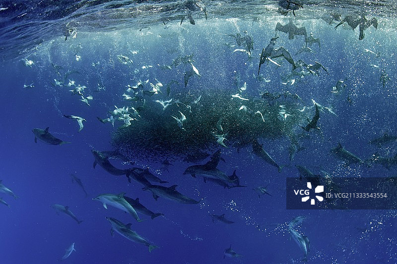 Cory's shearwaters, Calonectris borealis或" Cagarros "它们在亚速尔群岛潜水在一群鱼群和捕食的大西洋斑点海豚之间，Stenella frontalis，福米加斯岛潜水地点，在大西洋葡萄牙亚速尔群岛圣玛丽亚岛东北27英里处图片素材