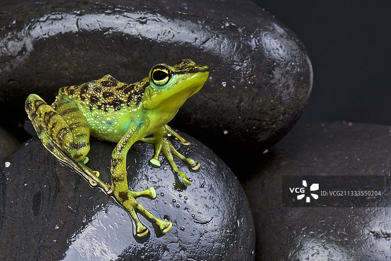 产于婆罗洲的黑斑岩蛙图片素材