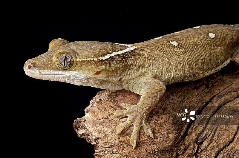 Roux’s Giant Gecko (Rhacodactylus sarasinorum)，新喀里多尼亚图片素材