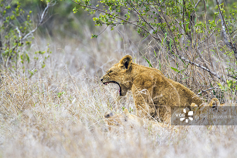 南非克鲁格国家公园，狮子(狮子)幼崽打哈欠图片素材