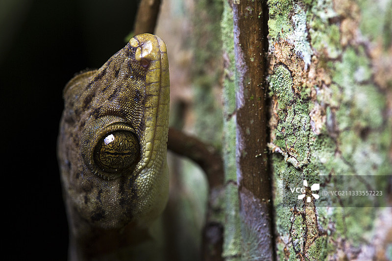 普通壁虎(Hemidactylus frenatus)画像Chocó哥伦比亚(厄瓜多尔)图片素材