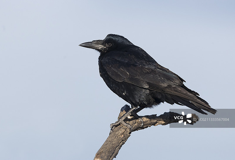 栖息在树枝上的乌鸦，匈牙利，冬天图片素材