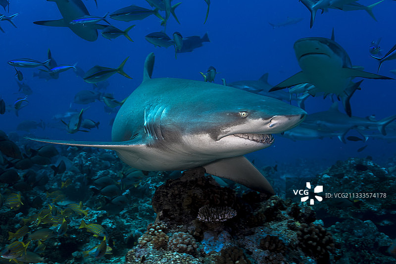 法属波利尼西亚塔希提岛布兰奇谷的暗礁上的柠檬鲨图片素材