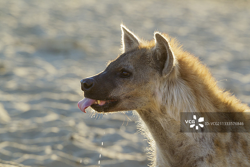 斑点鬣狗(Crocuta Crocuta)。在水坑里喝水。卡拉哈里沙漠，卡拉加迪越境公园，南非。图片素材
