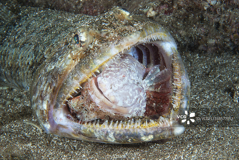 加那利群岛，大加那利群岛，试图吃蝎子鱼的蜥蜴。图片素材