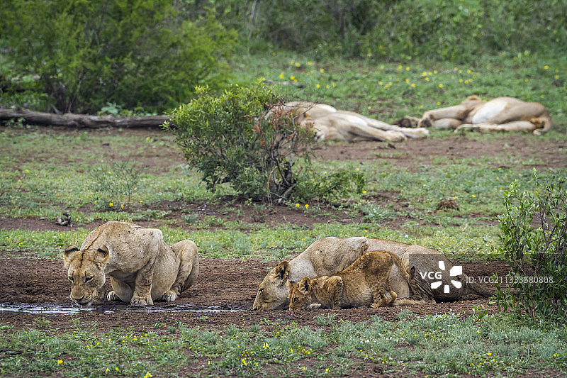 非洲狮(狮子)母狮和幼崽在水坑，克鲁格国家公园，南非图片素材