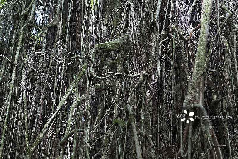 法属波利尼西亚马克萨斯群岛的Hiva Oa岛，Atuona公社Taaoa的Upeke考古遗址上的榕树图片素材