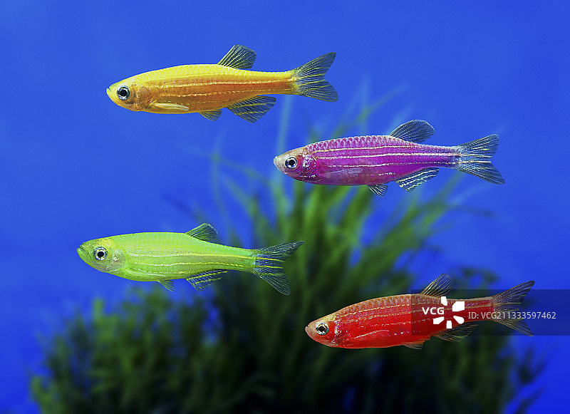 斑马鱼(Danio rerio)，在不同的颜色版本。虽然它最初不是为观赏鱼贸易开发的，但它是第一批公开获得的转基因动物之一。这些荧光鱼是用水母的绿色荧光蛋白编码的基因培育出来的。该基因被植入斑马鱼胚胎，使其与斑马鱼的基因组整合，使斑马鱼在自然白光和紫外线下都发出明亮的荧光。他们的目标是开发一种能够通过选择性荧光检测环境毒素的鱼类。美国图片素材
