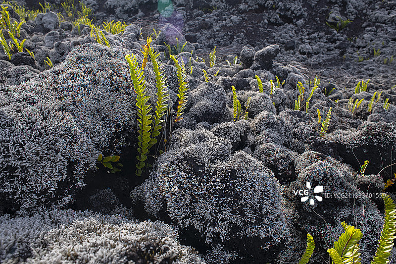 留尼汪岛熔岩上的蕨类和熔岩地衣图片素材