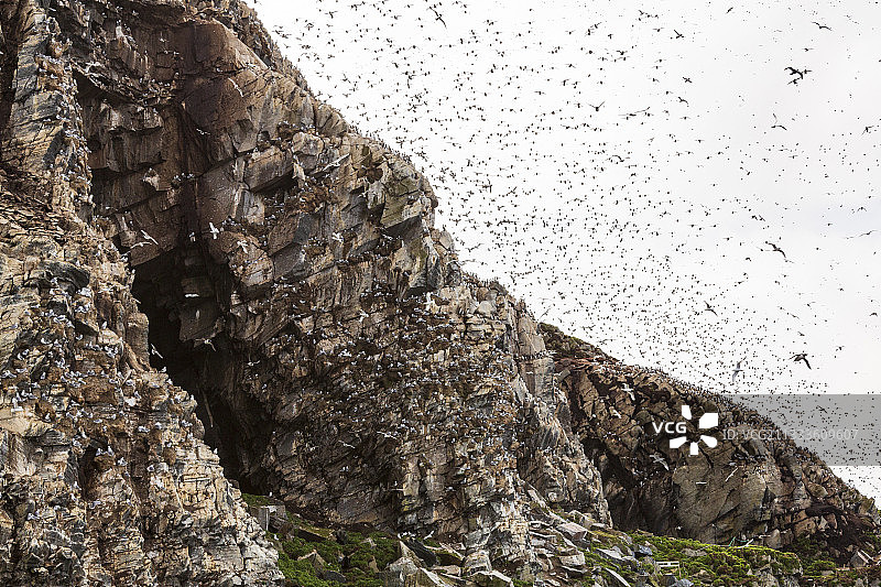 成群的远洋鸟类，包括普通海鸠(海鸠)，莱因亚岛，Varanger，挪威图片素材