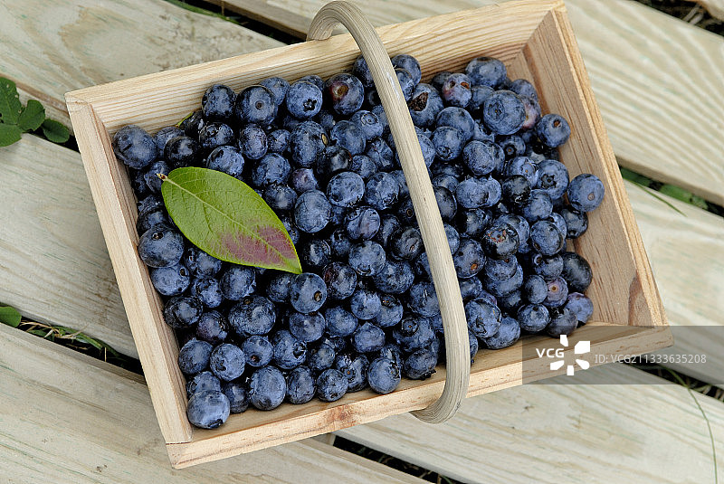 篮子里的蓝莓法国图片素材