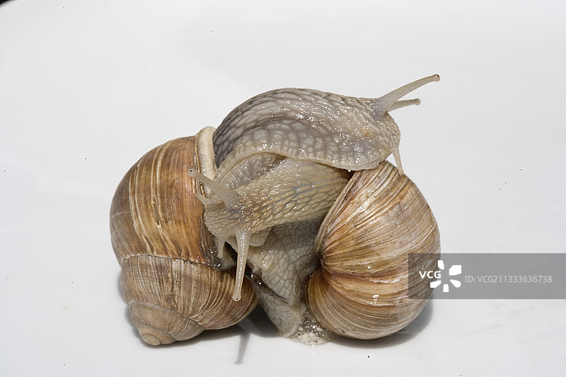 两只勃艮第蜗牛交织在一起图片素材