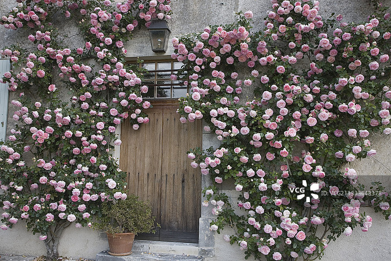 玫瑰“皮埃尔·德·Ronsard”攀上法国正面图片素材