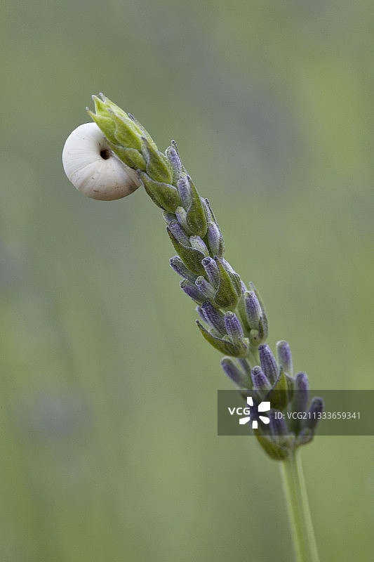 法国普罗旺斯的春天，薰衣草上的蜗牛图片素材