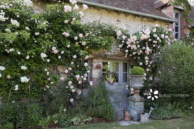 玫瑰“皮埃尔·德·罗萨德”在罗克林面前图片素材