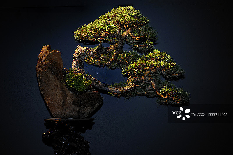 在“欧洲最美的30种盆景”展览中展出的这棵树图片素材