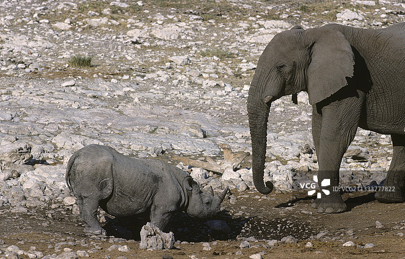 纳米比亚NP Etosha水坑里的黑犀牛和大象图片素材