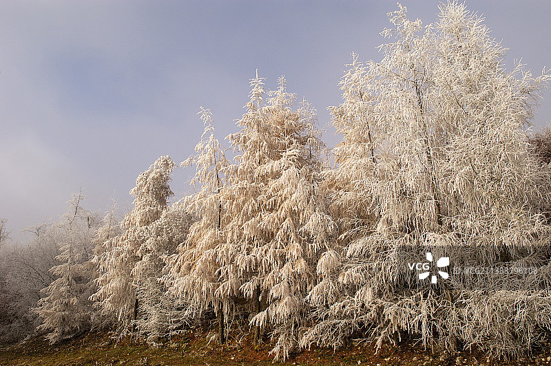 法国阿尔萨斯松德高白霜下的落叶松图片素材