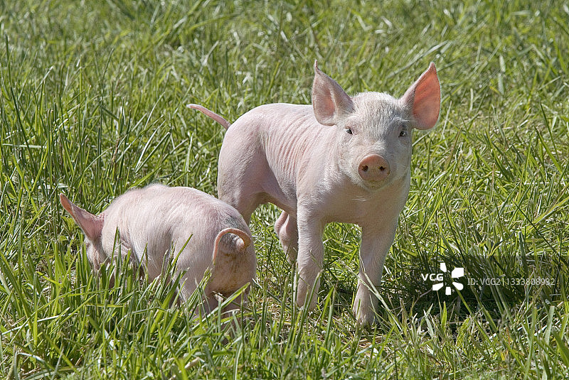 法国草地上的白色大仔猪图片素材