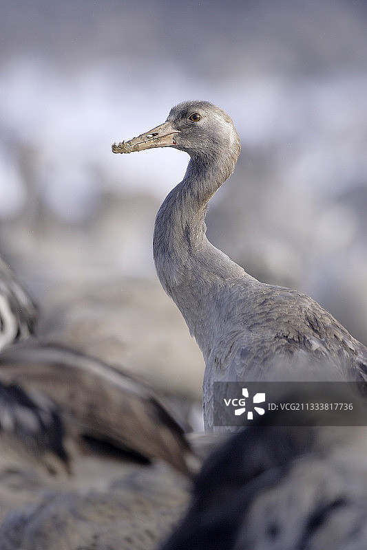 年轻的普通鹤越冬的德法国湖图片素材